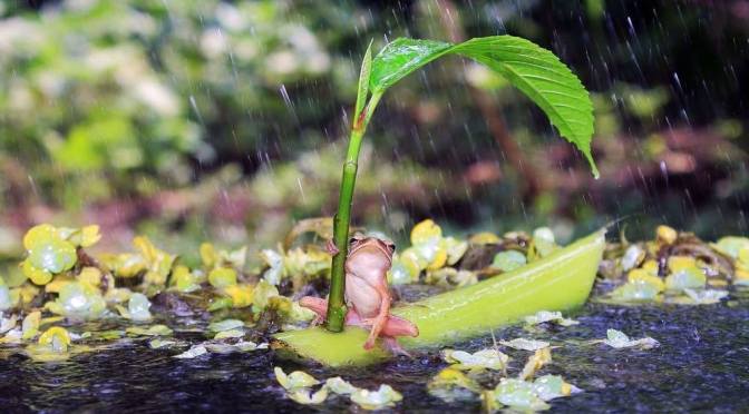Dia Mundial da Água